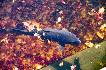 Koi carp on a crystalline lake in the autumn