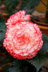 Red and white begonia