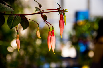 Pink Fuchsia on a garden