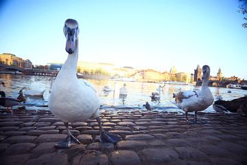 Fototapeta premium swans in Prague on the river landscape / czech capital, white swans on the river next to the Charles Bridge, Czech Republic, tourism