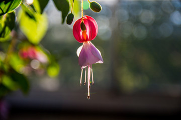 Violet and red Fuchsia on a blurred background
