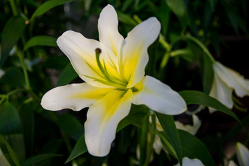 Fototapeta premium white lilies in the garden