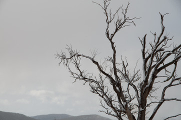 Fototapeta na wymiar Dead tree covered in rime frost