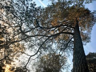 Beautiful pine branches with large, beautiful forest landscape at sunset image with retro toning