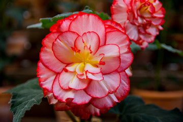 Red and white whit yellow center begonias