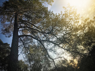 Fototapeta premium Beautiful pine branches with large, beautiful forest landscape at sunset image with retro toning