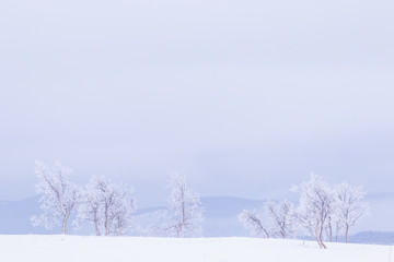 Fototapeta na wymiar Snow and frost covered trees in a white landscape in Norway