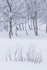 Snow and frost covered trees in a white landscape in Beitostølen Norway