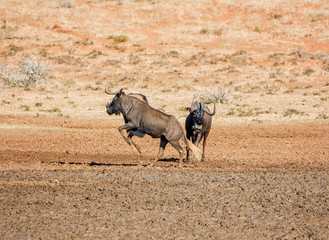 Black Wildebeest