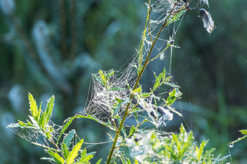 spinnennetz im Morgentau