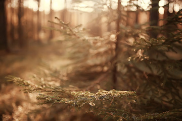 landscape forest sunny autumn day / yellow trees in the landscape Indian summer autumn October