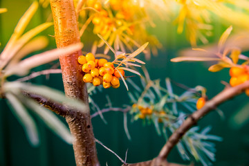 Sea buckthorn bush with yellow berries ,Hippophae rhamnoides, Sandthorn, Sallowthorn or Seaberry.Sea buckthorns oil and fresh ripe berries close up on nature background.berry of an organic sea
