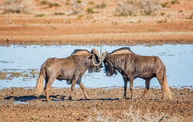 Black Wildebeest