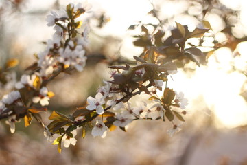 spring cherry blossom