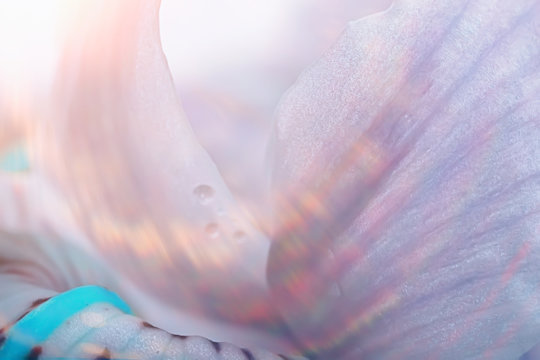 macro petals orchid background / summer floral background, flower petals texture, macro details