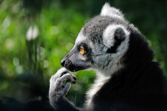 Portrait of ring-tailed lemur (catta) on the green background