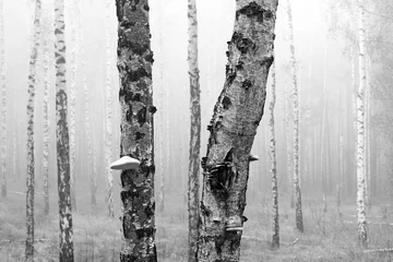  Black and white photo of black and white birches in birch grove with birch bark between other birches © yarbeer