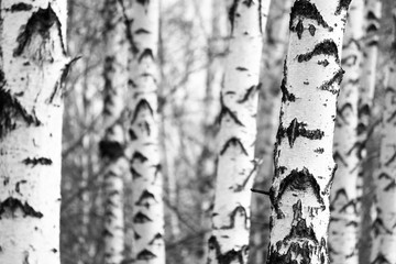 Black and white photo of black and white birches in birch grove with birch bark between other...