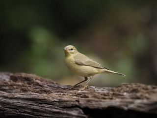 Chiffchaff, Phylloscopus collybita