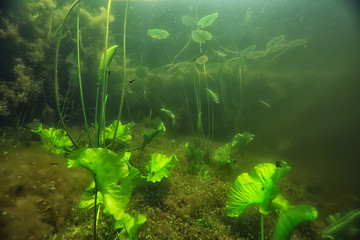 Fototapeta premium underwater freshwater green landscape / underwater landscape of the lake ecosystem, algae, green water, fresh water