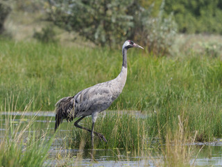 Common crane, Grus grus