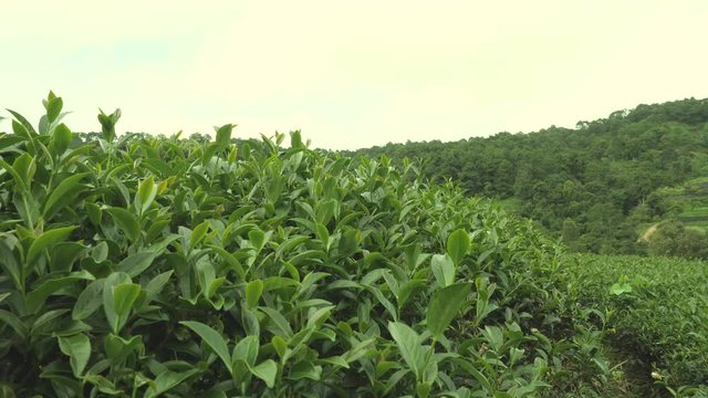 Tea Plantation