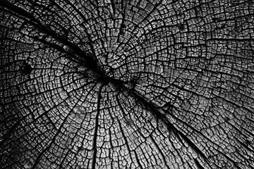 texture background tree cut annual rings