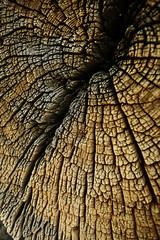 texture background tree cut annual rings