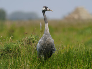 Common crane, Grus grus