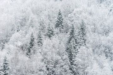 Nature winter background. Snowfall in the mixed forest