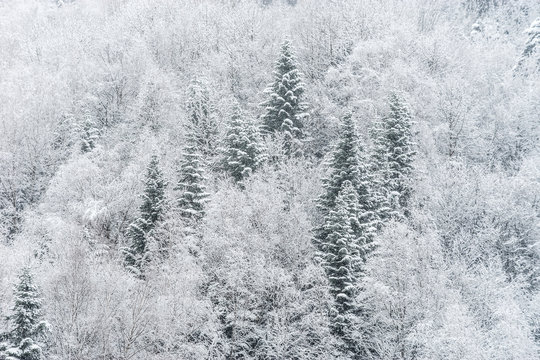 Nature winter background. Snowfall in the mixed forest © Anna