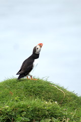 Puffins in Mykines, Faroe Islands