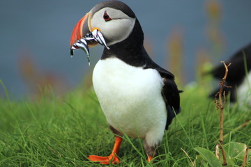 Cute puffins eating fish in Mykines, Faroe Islands
