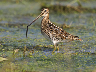 Common snipe, Gallinago gallinago