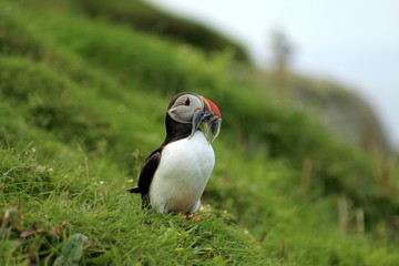 Funny Puffins in the Faroe Islands