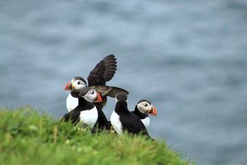 Funny Puffins in the Faroe Islands