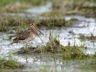 Common snipe, Gallinago gallinago