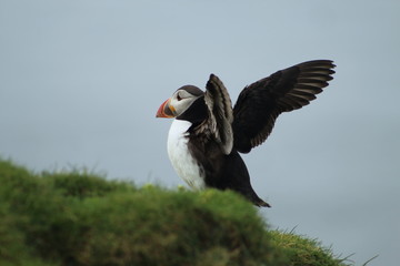 Cute puffins in Mykines, Faroe Islands