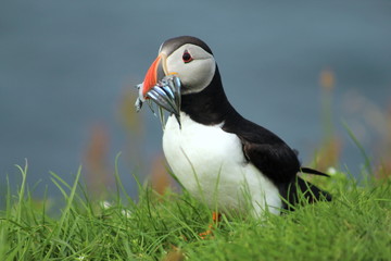 Cute puffins in Mykines, Faroe Islands