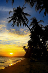 Fototapeta na wymiar Silhouettes of palm trees