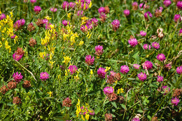 Wildflowers in the steppe Clover