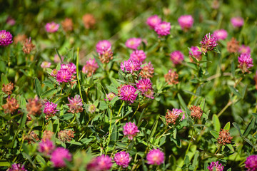 Obraz premium Wildflowers in the steppe Clover