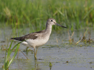 Greenshank, Tringa nebularia, Single bird in water, Hungary, September 2018