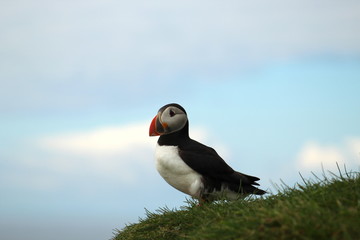 Cute puffins in Mykines, Faroe islands