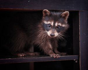 portrait of little playful racoon animal, close up