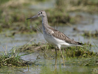 Greenshank, Tringa nebularia