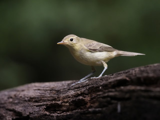 Icterine warbler, Hippolais icterina