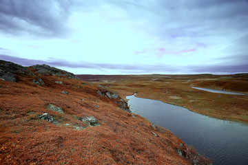 landscape tundra / summer landscape in the north tundra, moss, ecosystem