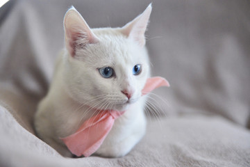White cat with pink ribbon 