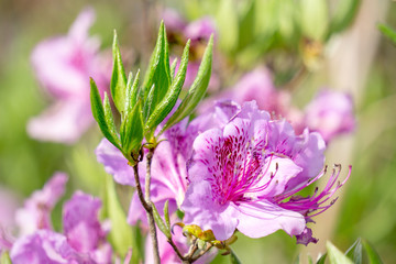Close up of the pink royal azalea flower or cheoljjuk in Korea language bloom around the hillside in Hwangmaesan Country Park, South Korea